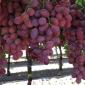 uvas