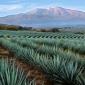 Agave