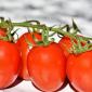 Tomate