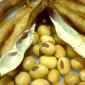 soya