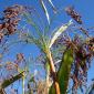 sorgo