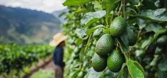 Aguacate