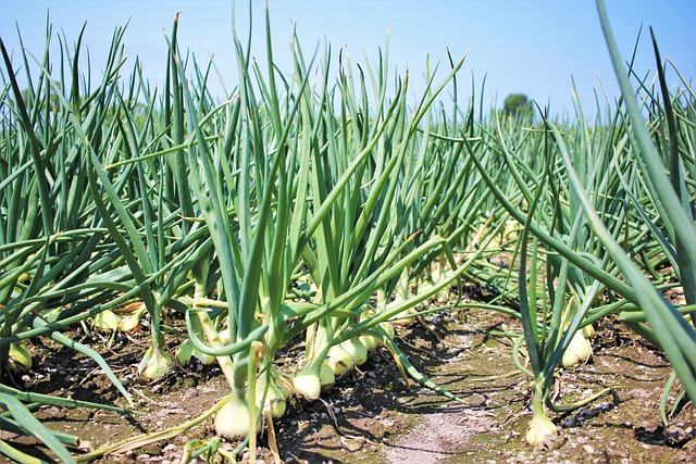 cebolla