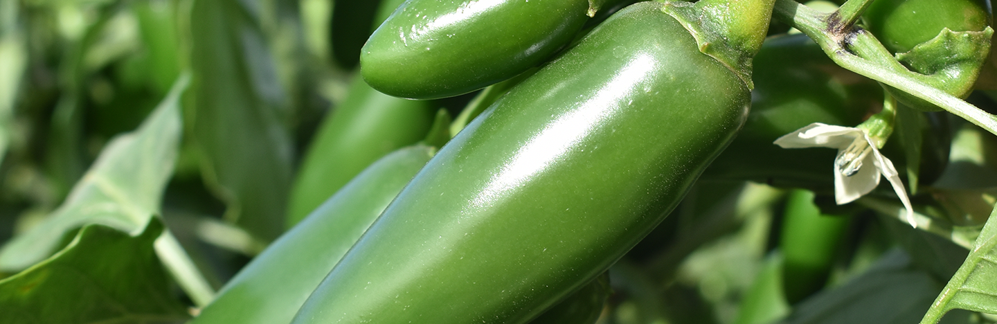 Chiles