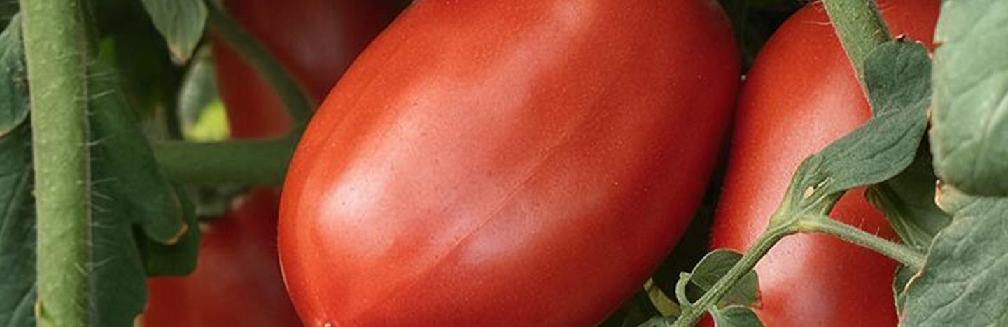 Tomate