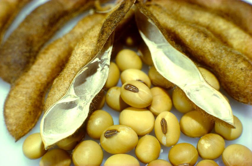 soya