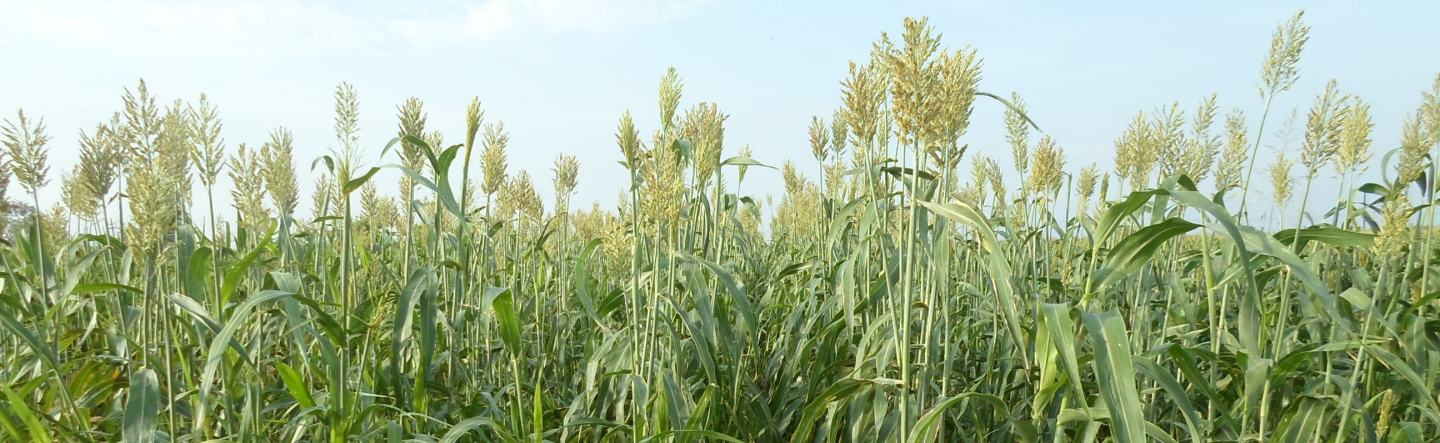 sorgo