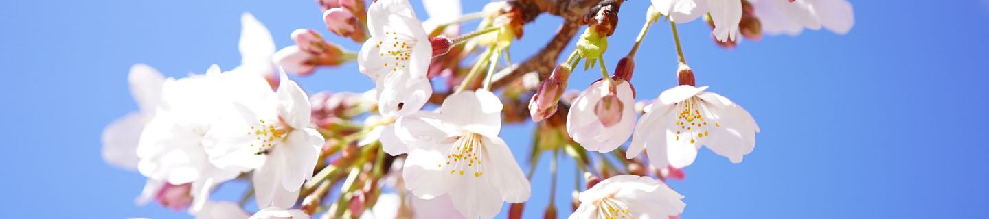 flor