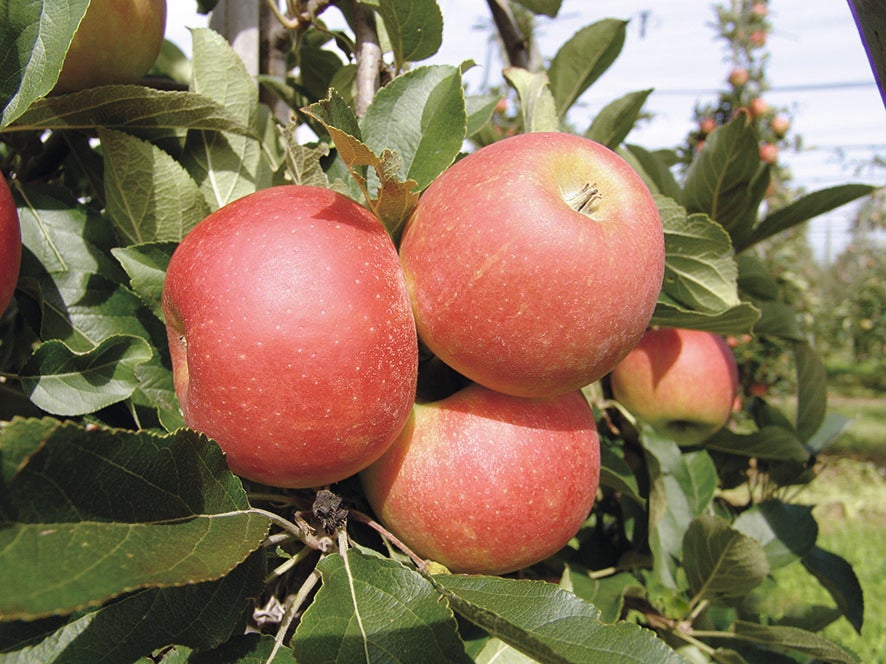 Appel aan de boom