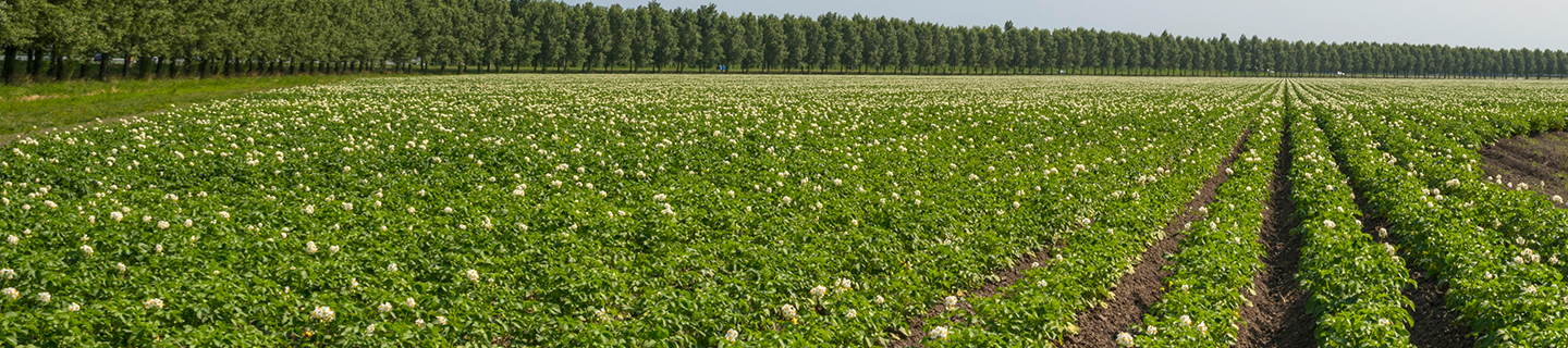 Aardappelveld met rij bomen