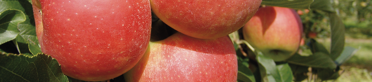 Groep rode appels aan boom