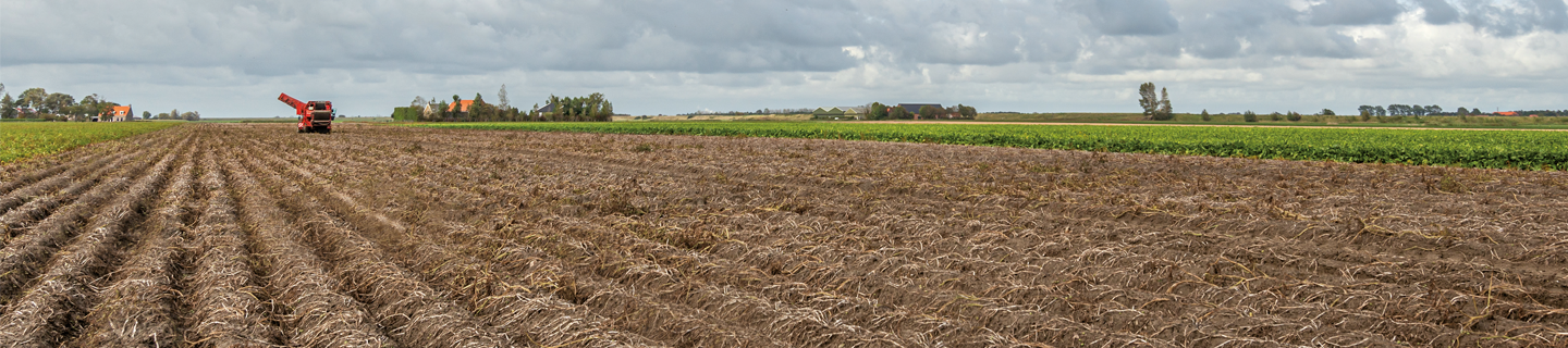 Aardappelen rooien