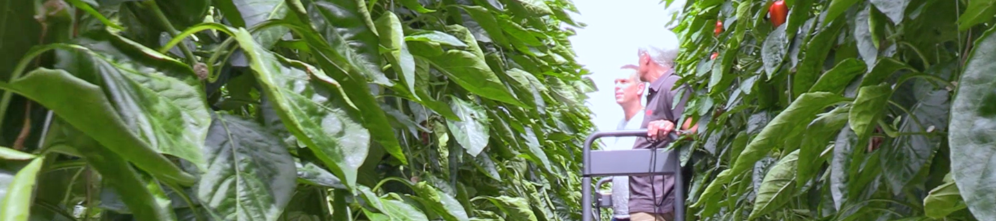 Wouter Overgaag en Nico Harteveld in paprikateelt Verimark