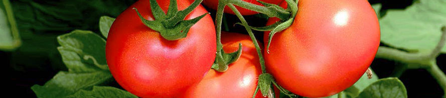 Tomaten