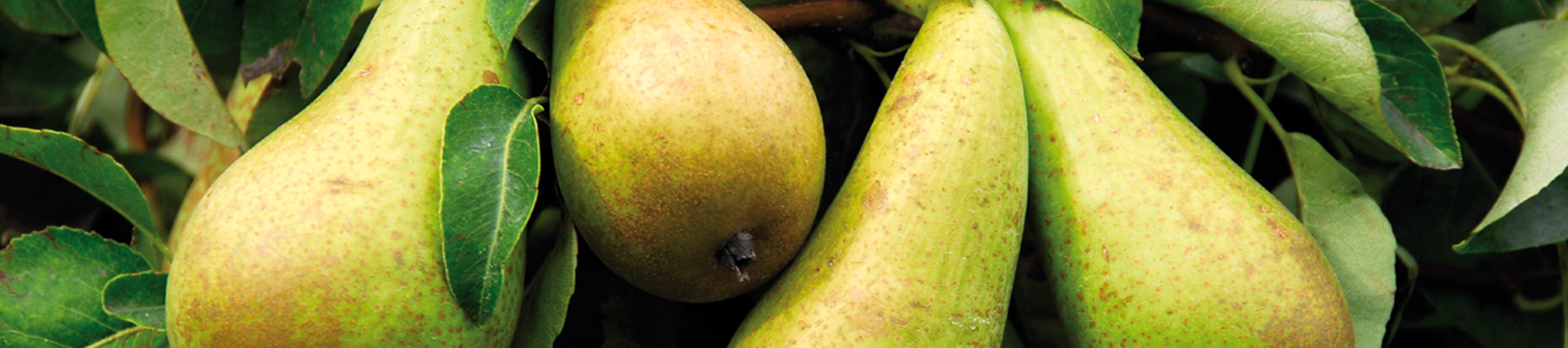 Peren in de boom