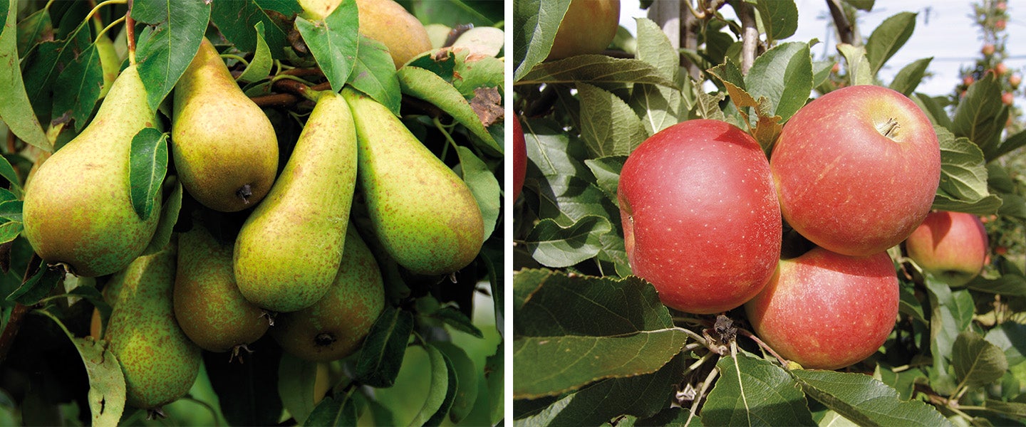 Appels en peren in de boom