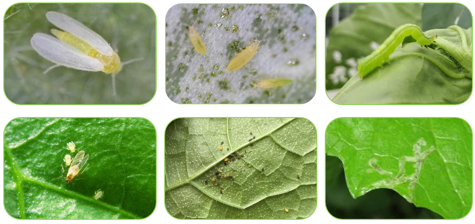 Schadelijke insecten op blad van vruchtgroenten, trips, witte vlieg en katoenluis