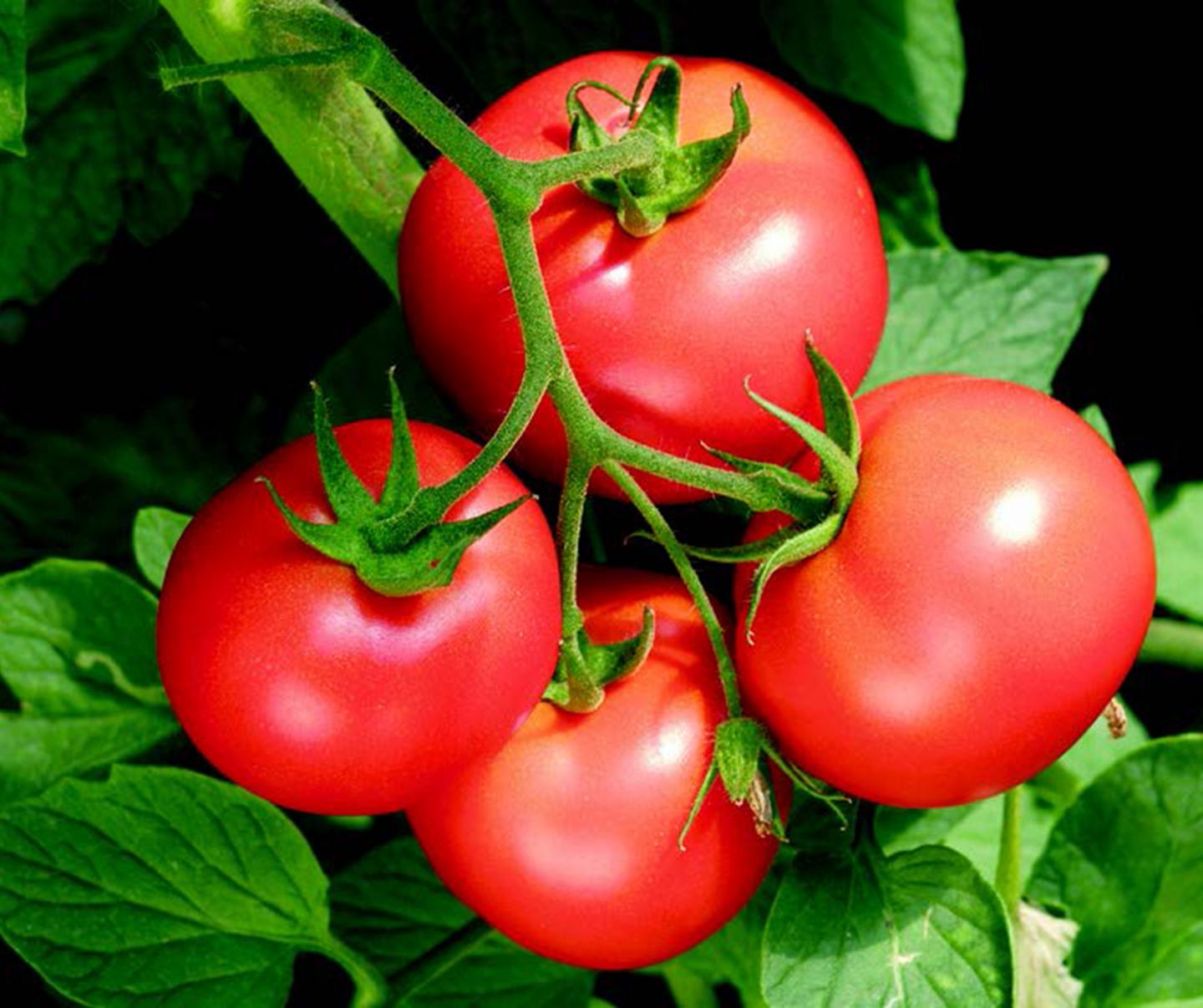 Detailed image of tomatoes