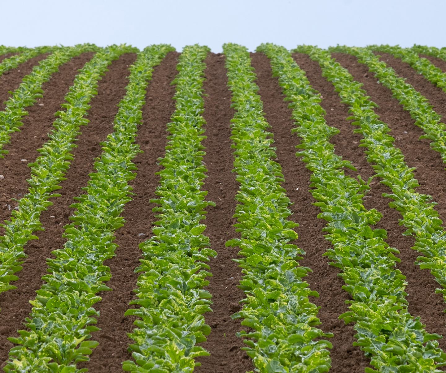 Rows of green crops