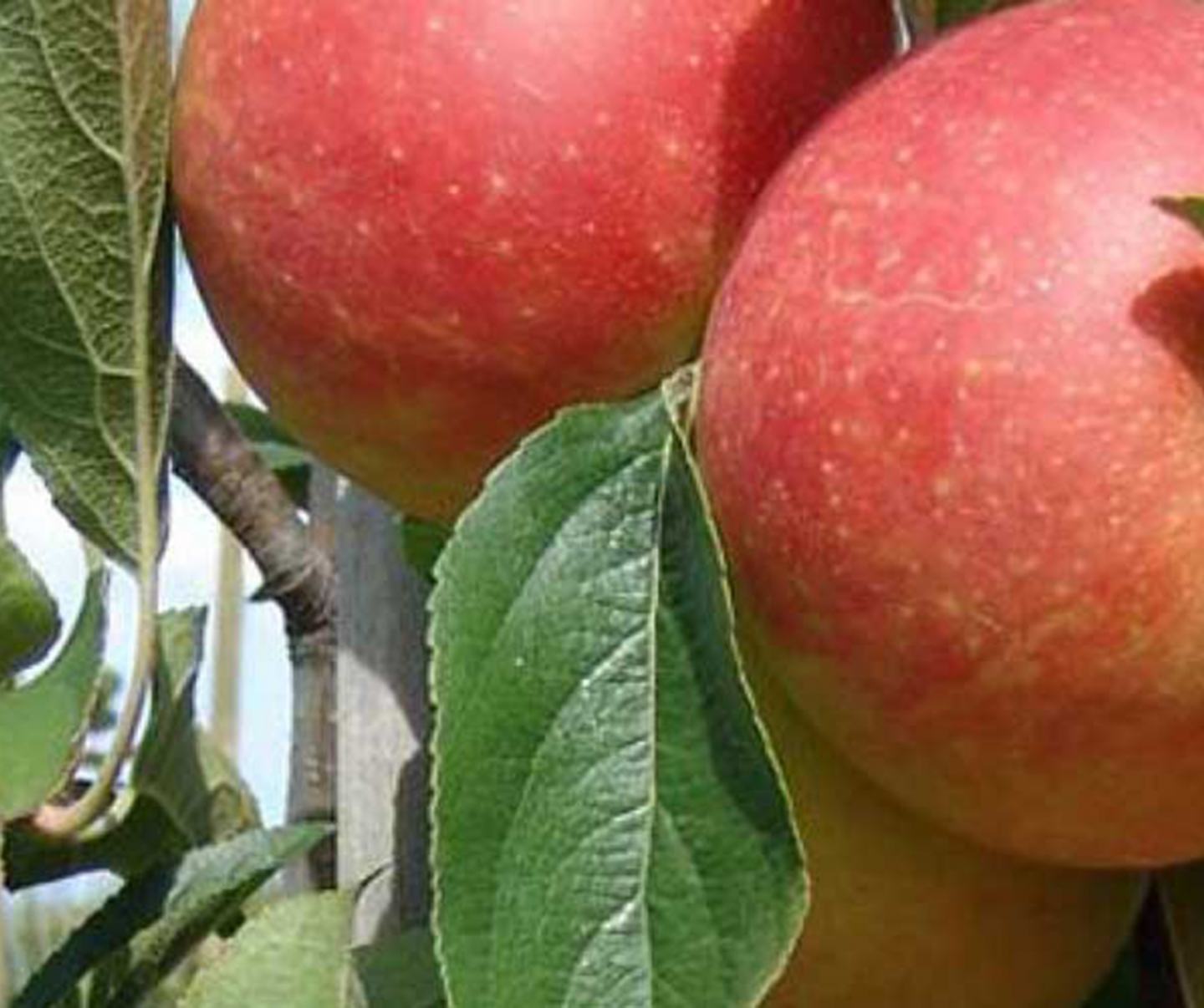 Detailed image of apples