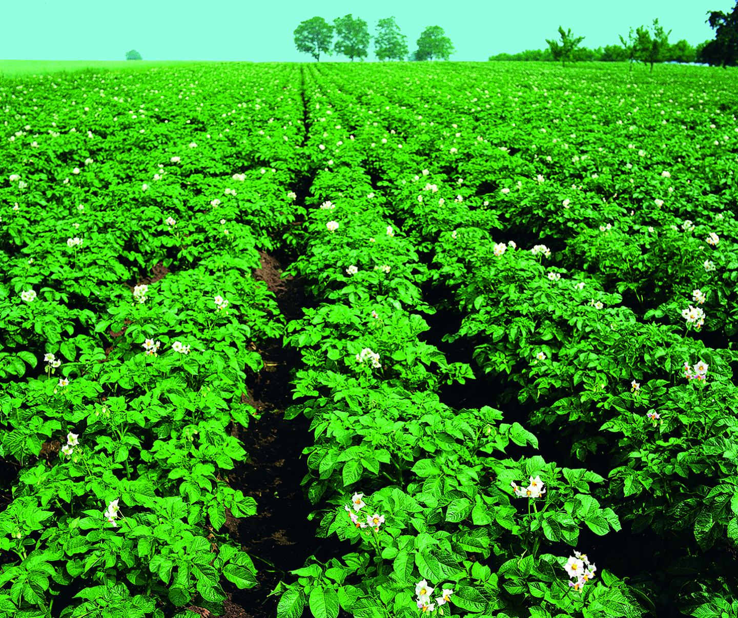 green leafy crops