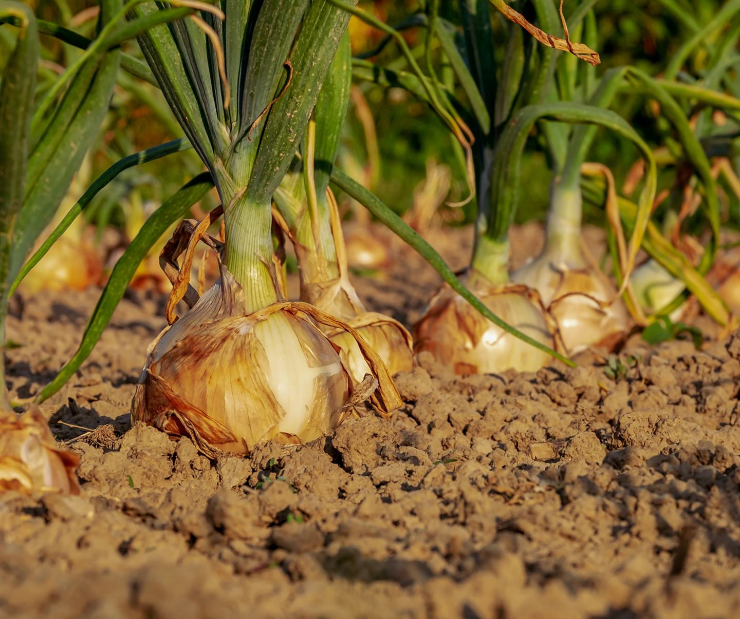 Detailed image of crops