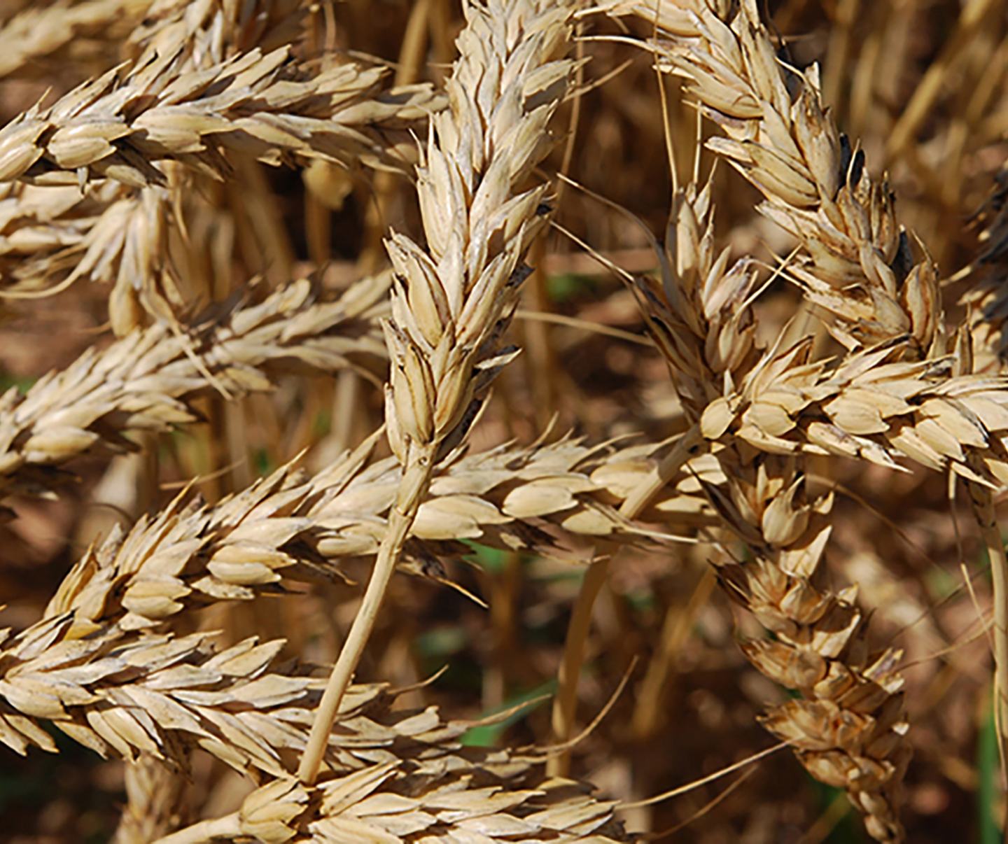 Detailed image of wheat 