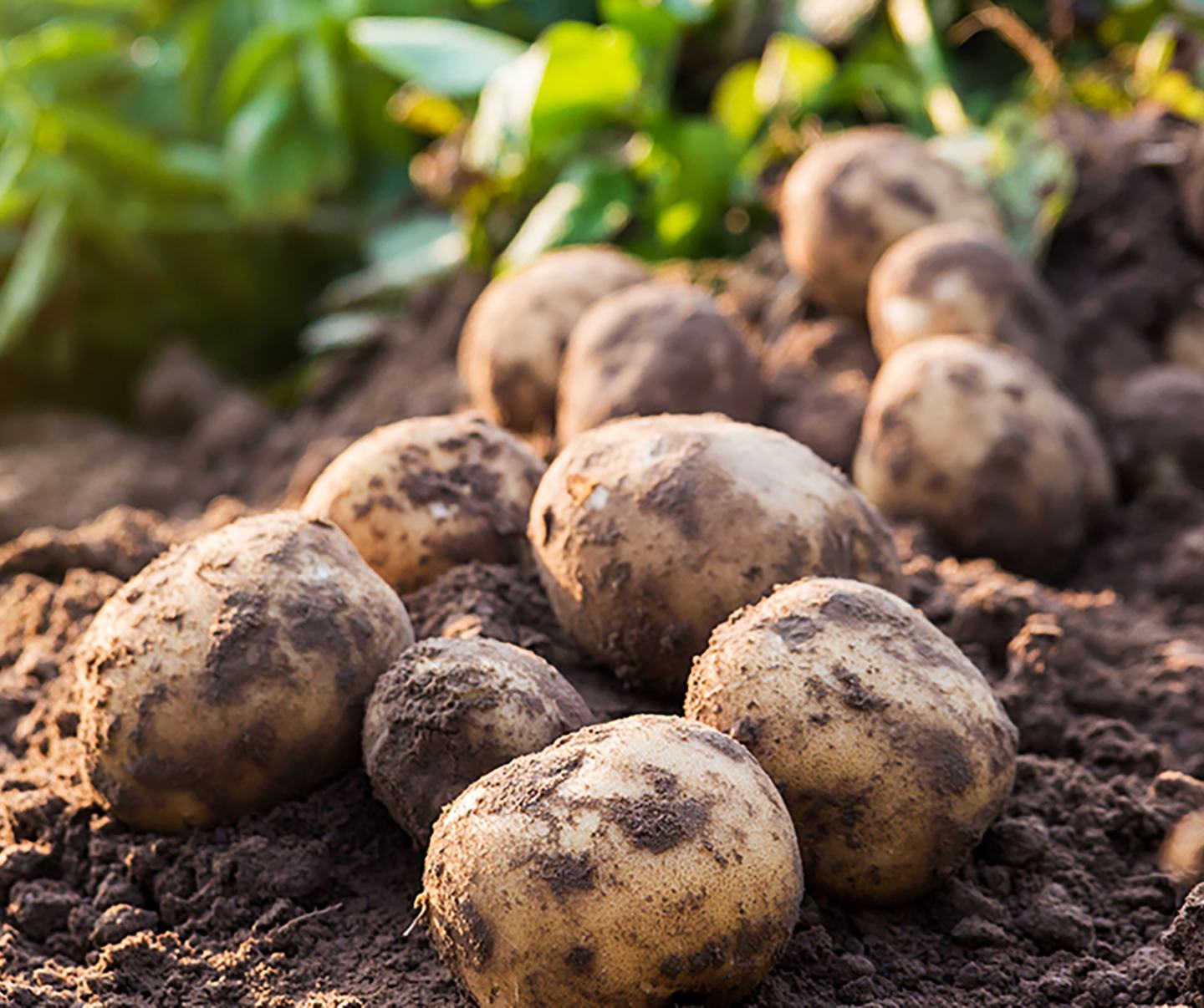 Potatoes in field