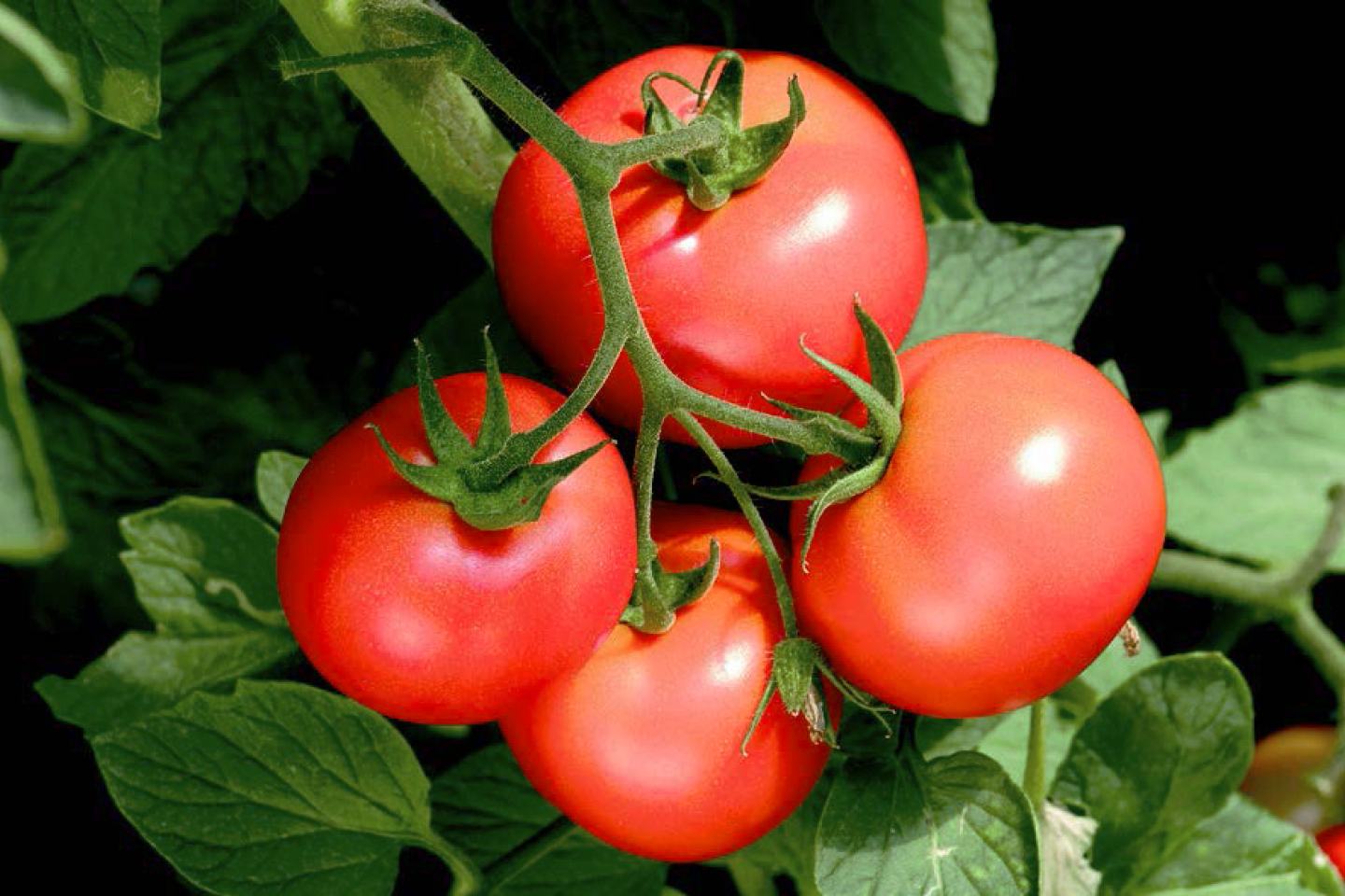 Tomaten aan plant