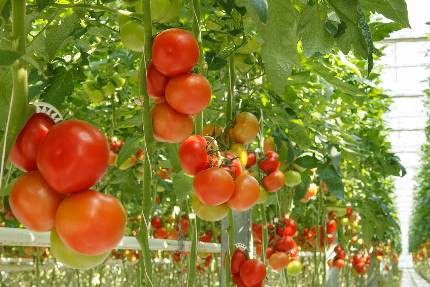 Tros tomaten in kas