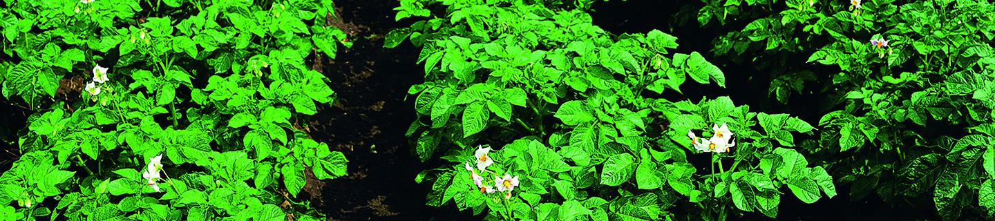 Langdurige bescherming tegen Phyophthora, Alternaria en andere schimmelziekten