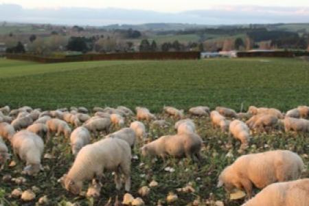 Forage brassica