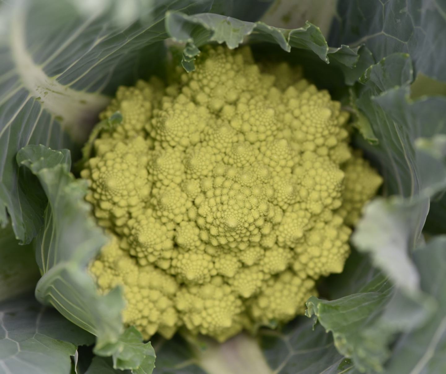 Brassica Vegetables