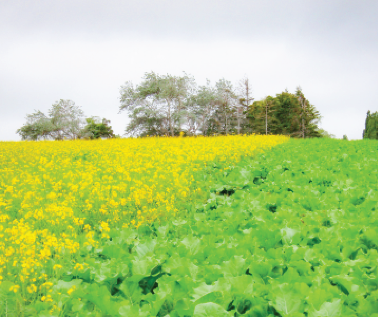 Telar™ Herbicide