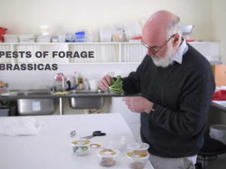 Pests of Forage Brassicas