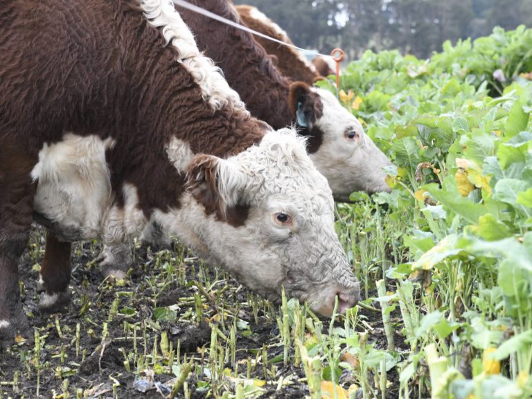 forage brassicas