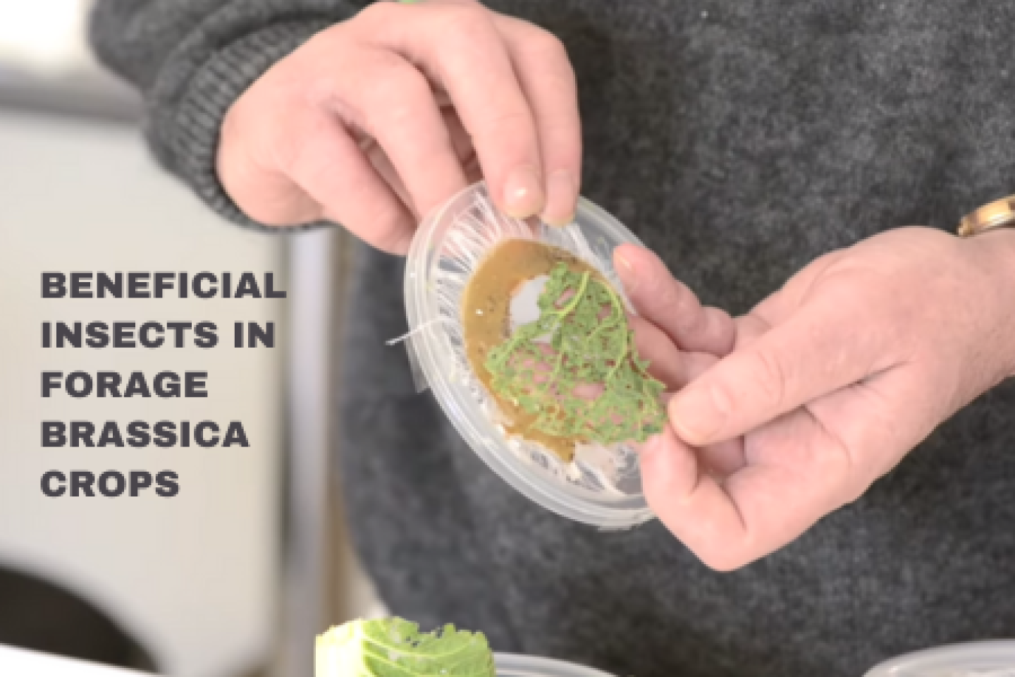 Beneficial insects in Forage Brassica crops