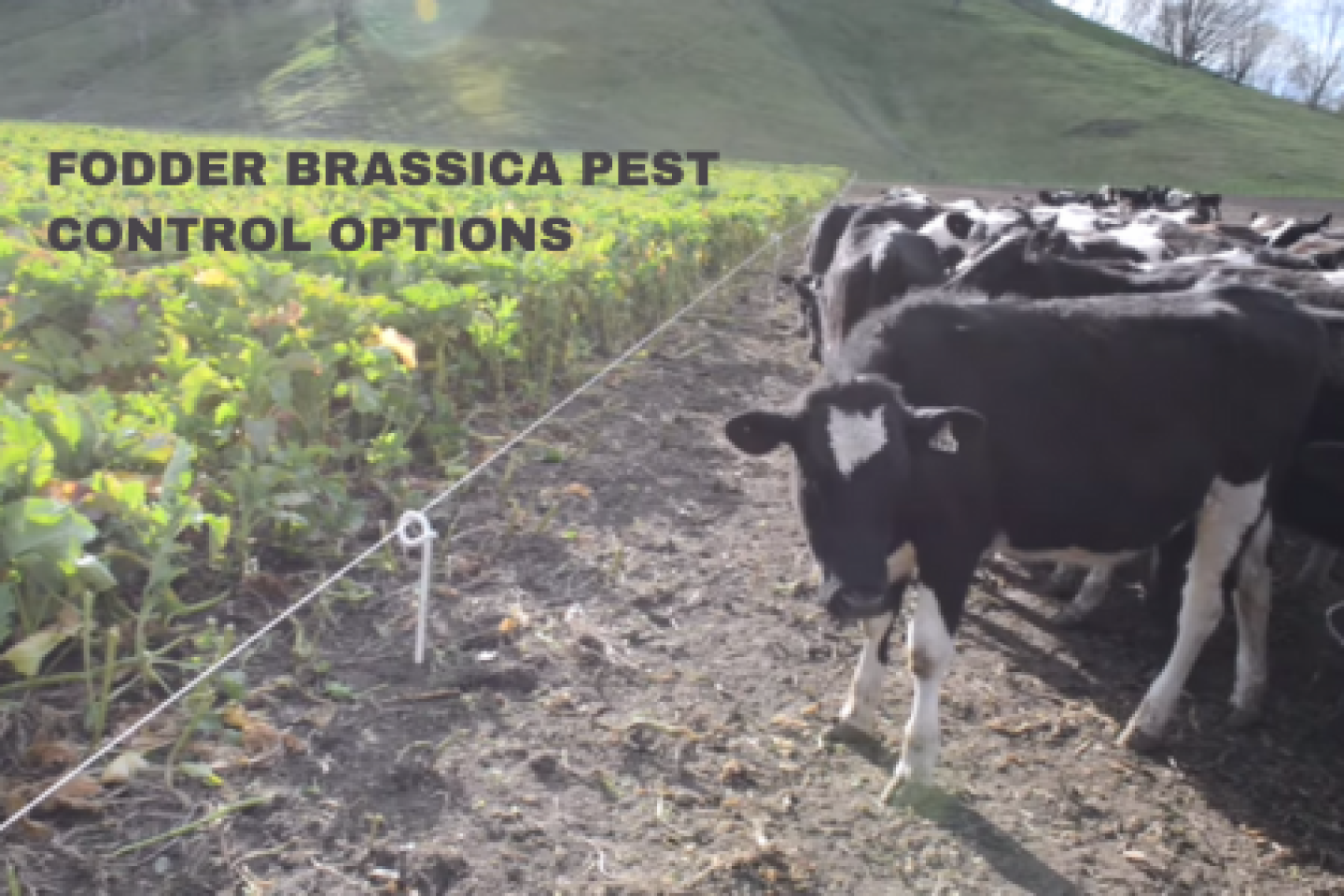 Fodder Brassica pest control options