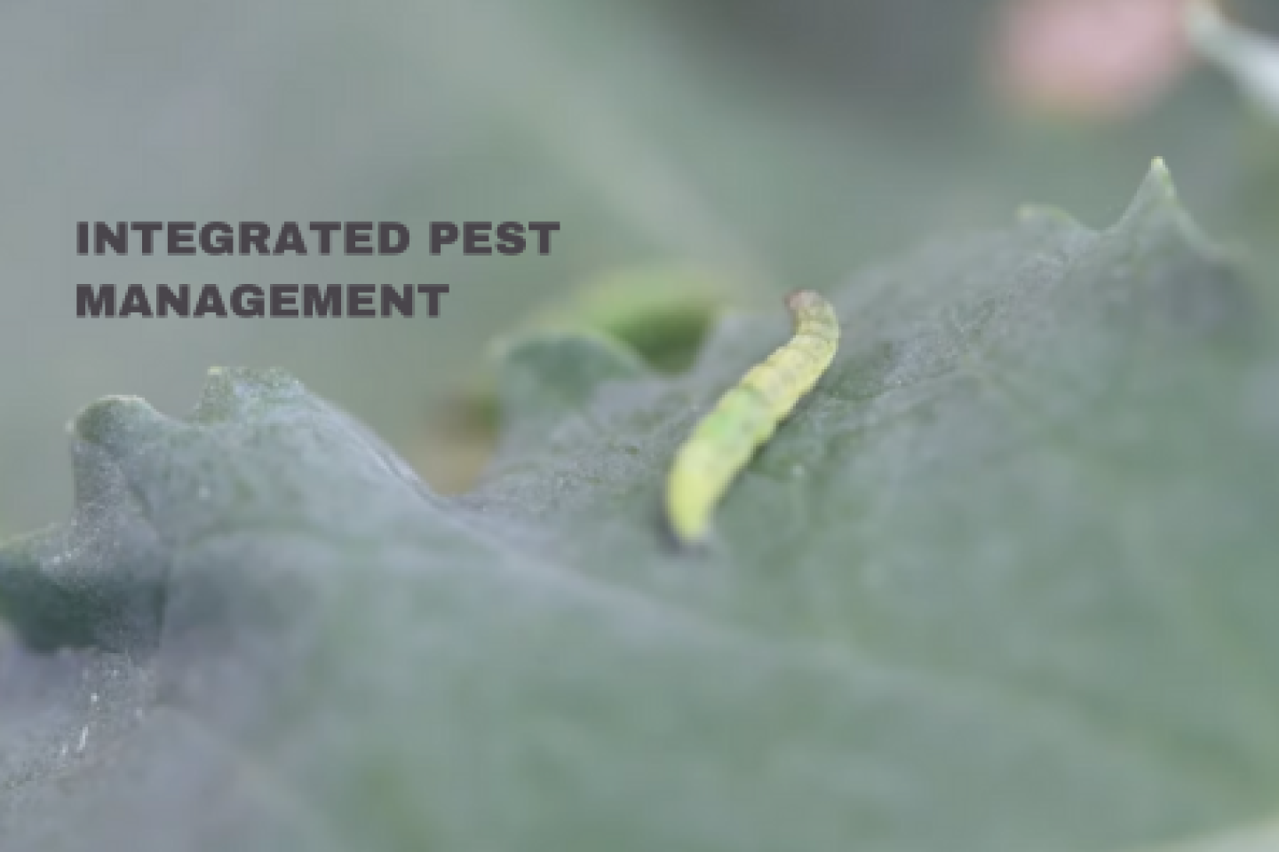 Integrated Pest Management