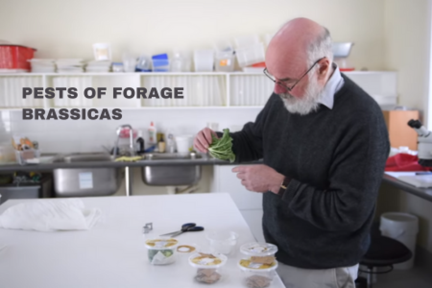 Pests of Forage Brassicas