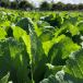 forage brassica
