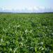 forage brassica
