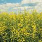 oilseeds