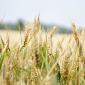 winter cereals