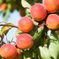 tree crops