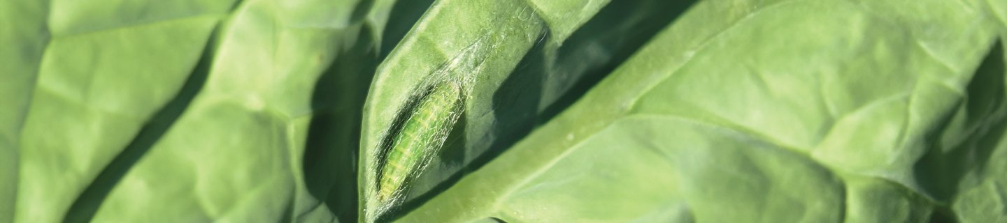 Insecticides