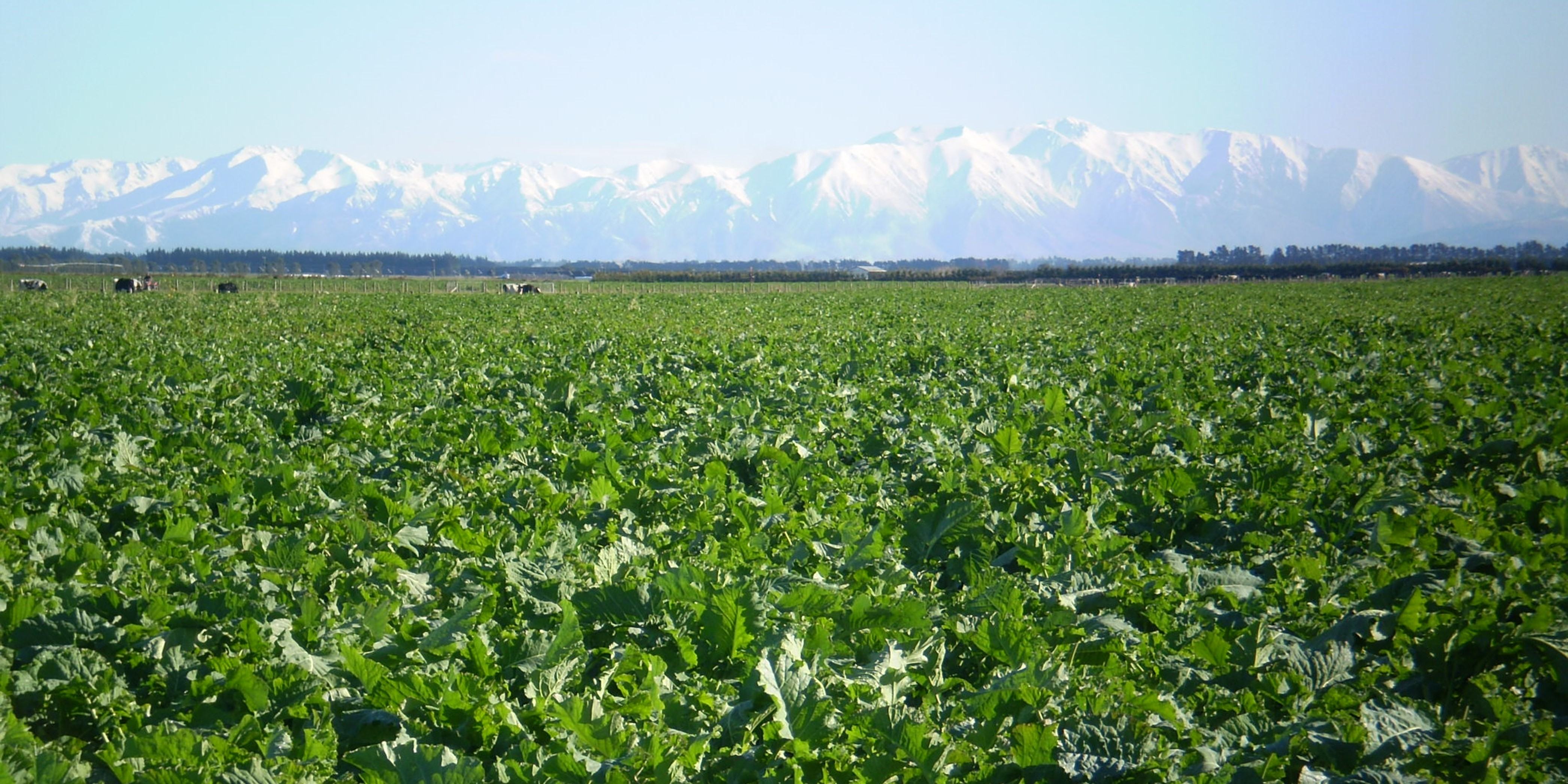 Brassica and mountains