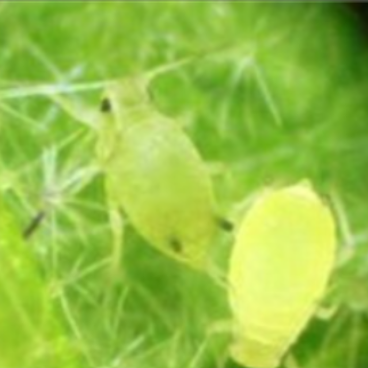 Aphids_Benevia_Insecticide_Insect Control