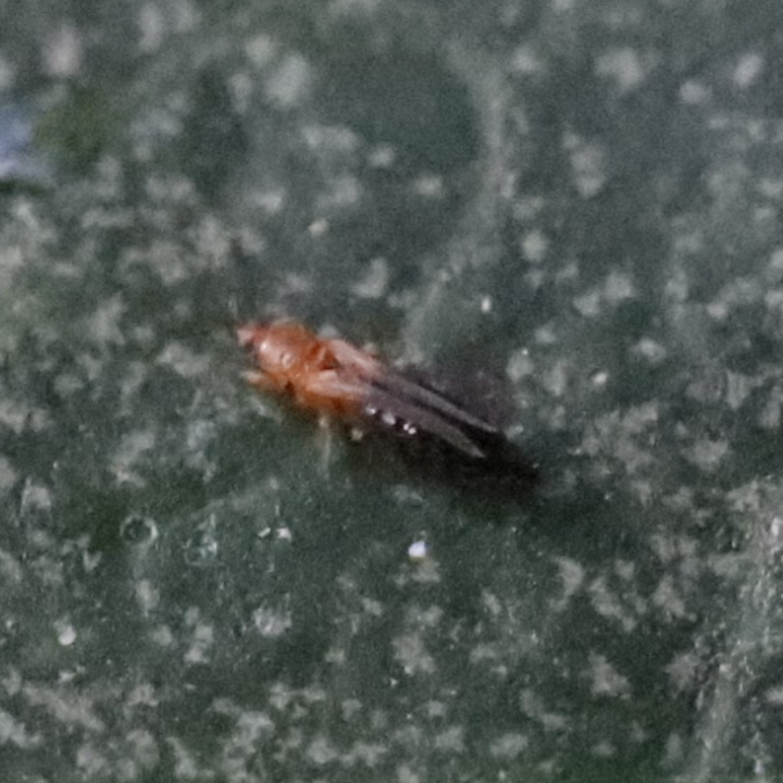 Banana Flower Thrips_Talstar 8SC_Insecticide_Insect Control