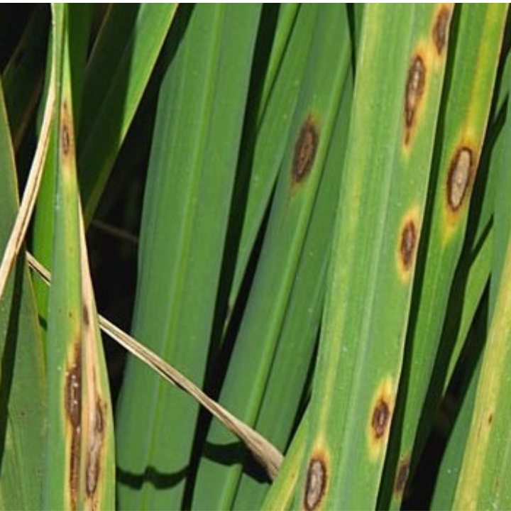 Brown Leaf Spot_Disease Control_Gezeko 75WG